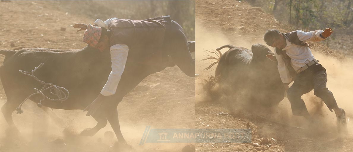 bull-fight-photo-story-lale-goru-taruka-nuwakot-main_20190116022525