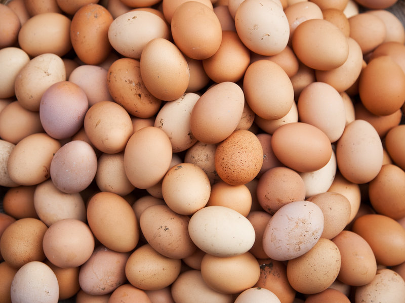 egg (1)