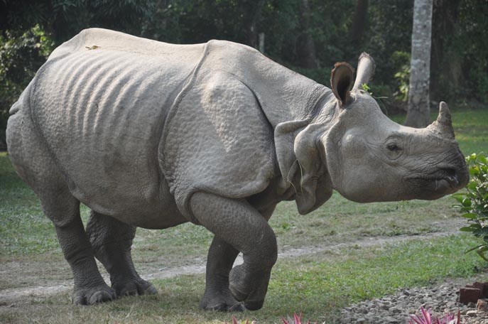 गैंडा