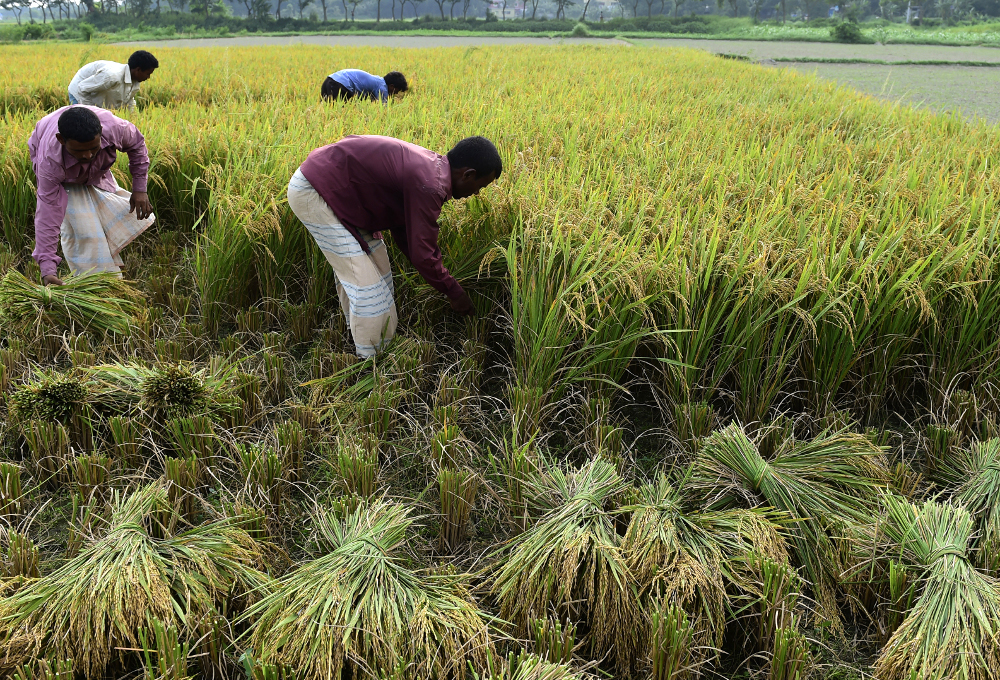 Rice-cutting