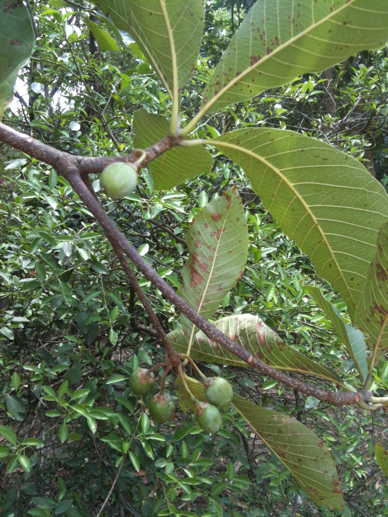 Chiuri_Fruit