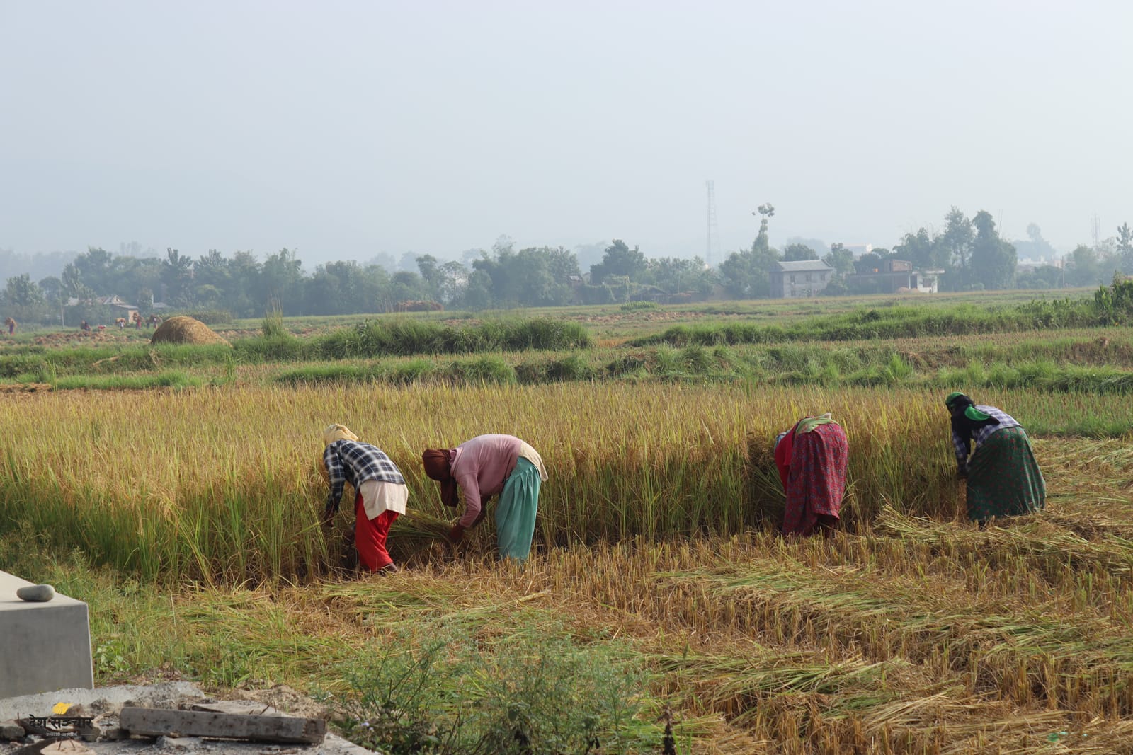 paddy-dhan-rice-3
