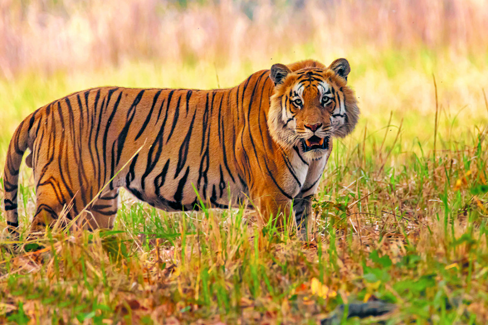 tiger-1512022111344