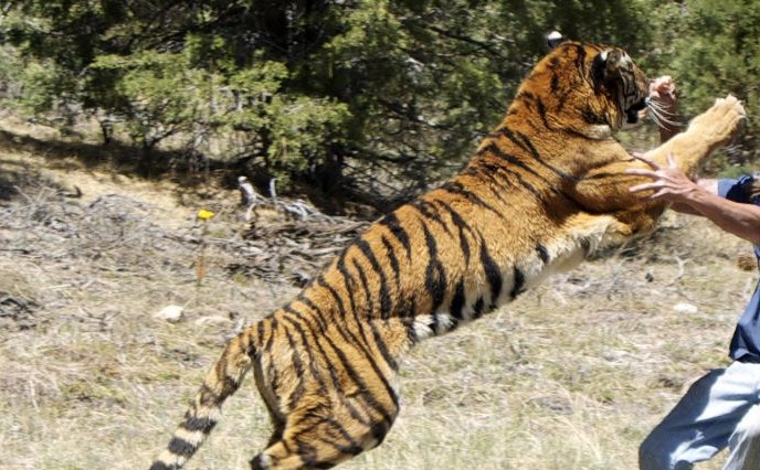 tiger