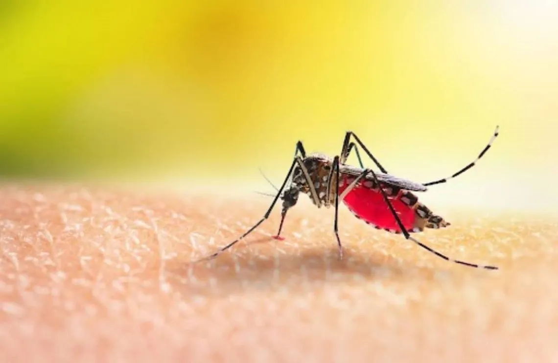 Dengue-Fever-1