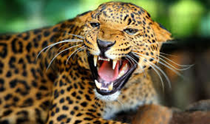 chituwa