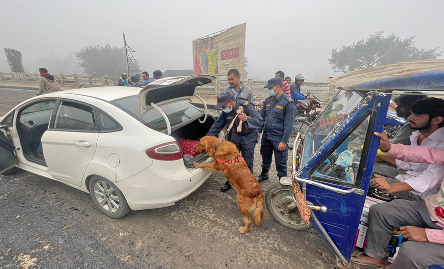 dog-parichalan-4