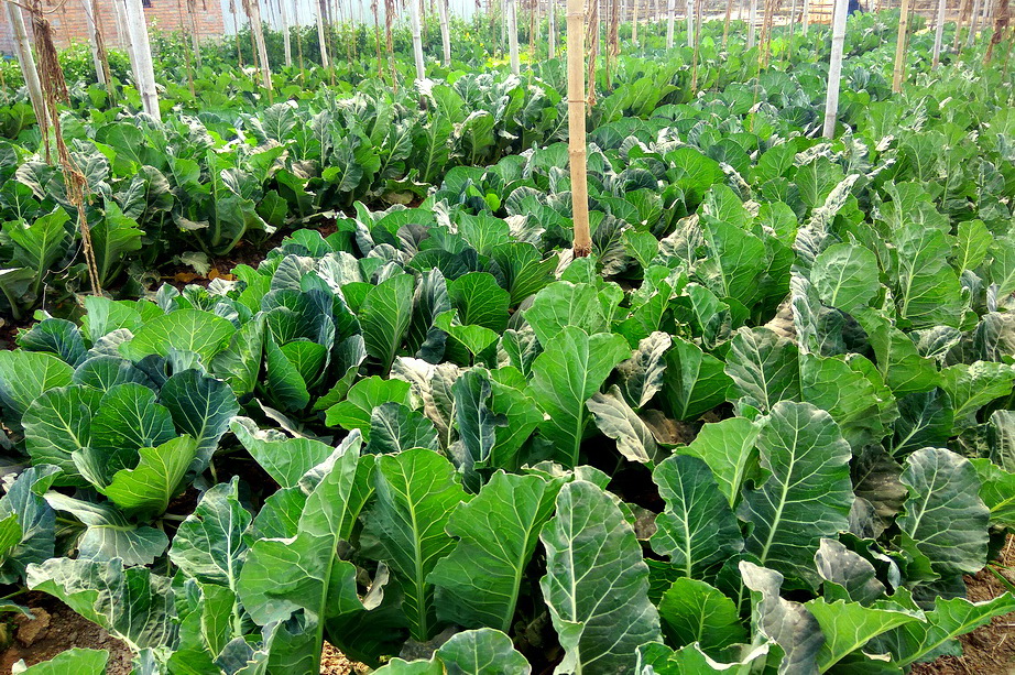 Vegetable-farming_QV8gvUHi6D