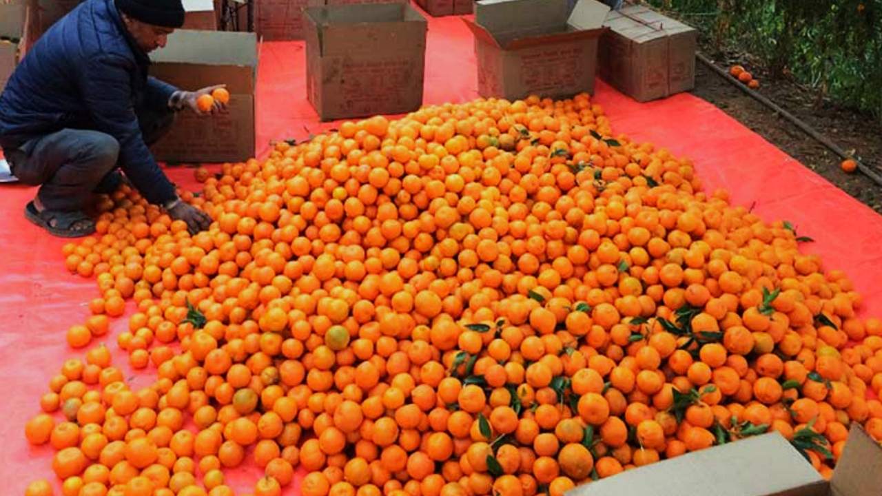 enjoying-orange-farming
