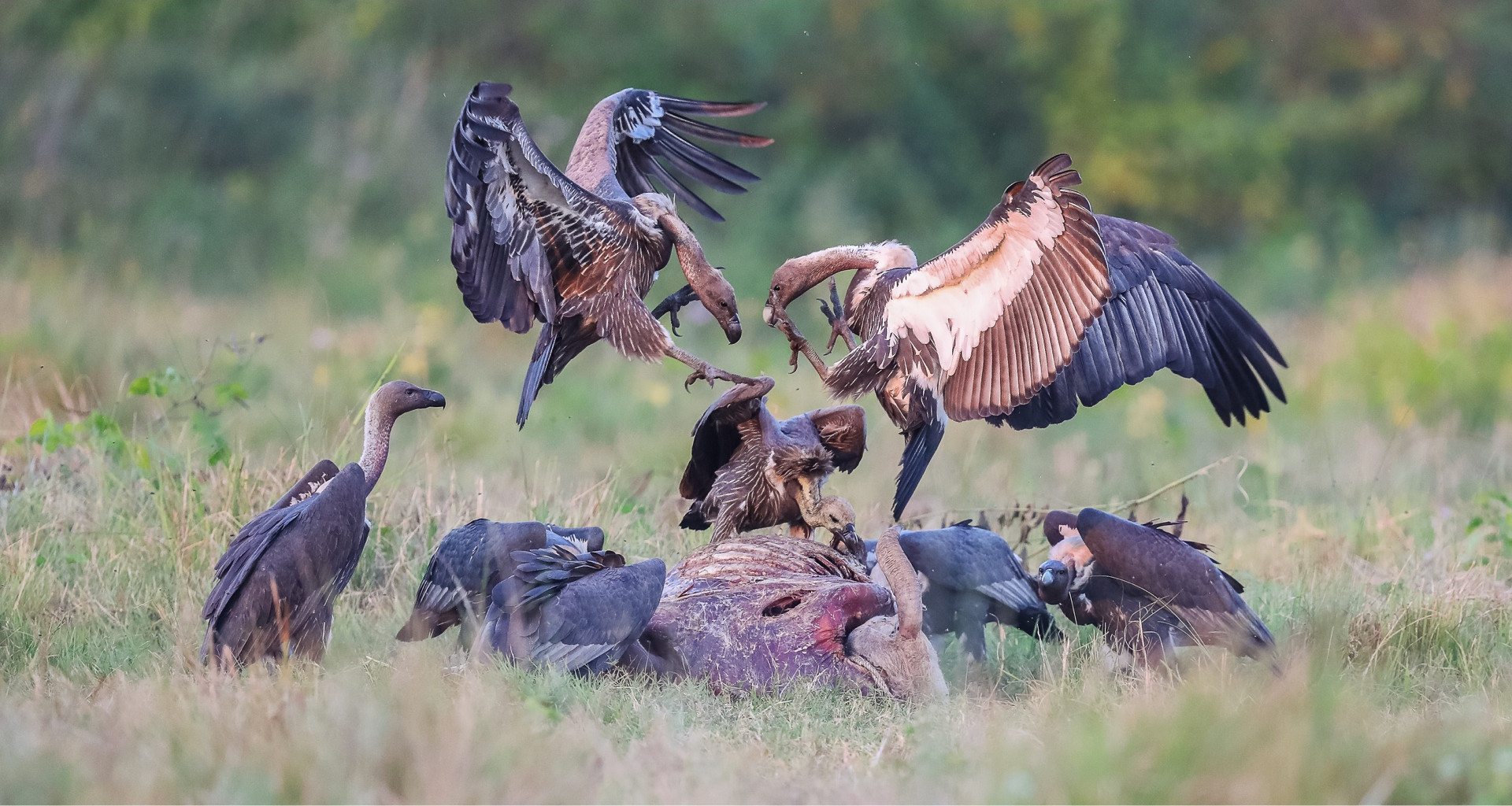 white-rumped-vulture