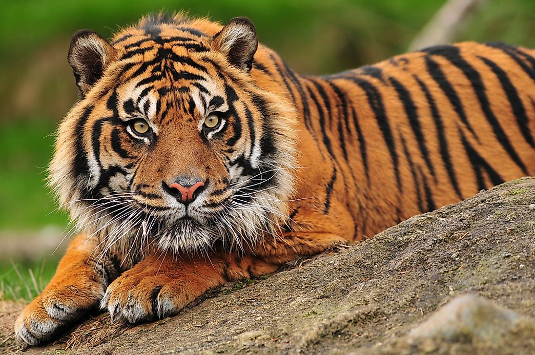 tiger