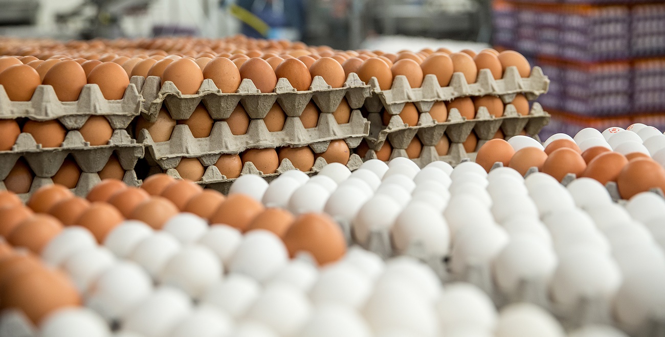 egg-farm-