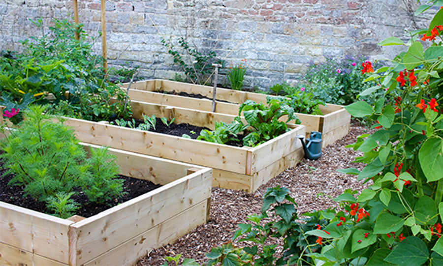 How-to-Start-a-Sustainable-Garden