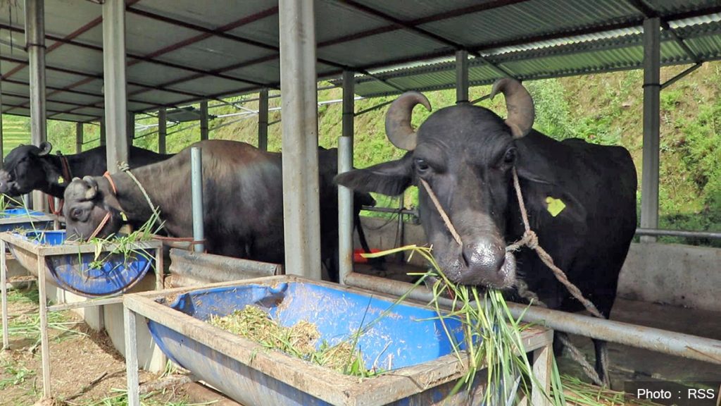 Murra-Buffalo-Nuwakot-1024x576