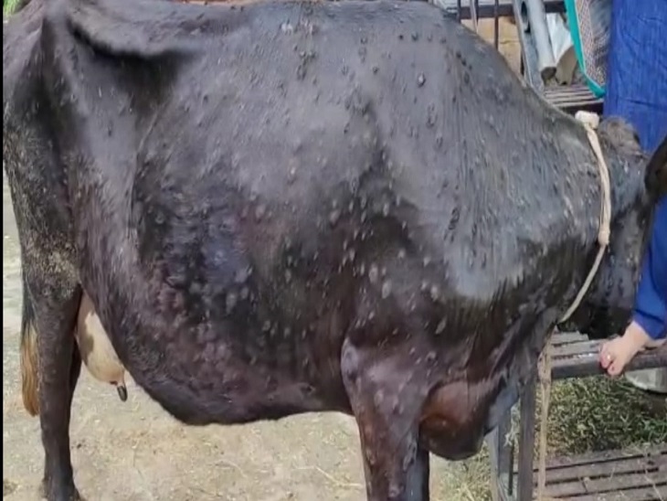 lumpy-shin-disesa_1659782711