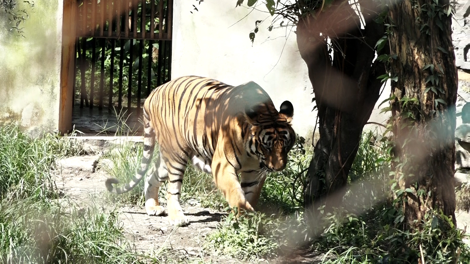 tiger-photo