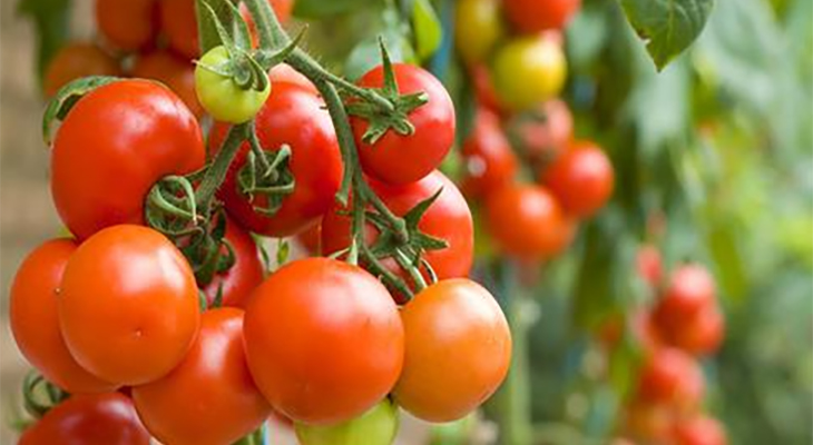 tomato-bunch
