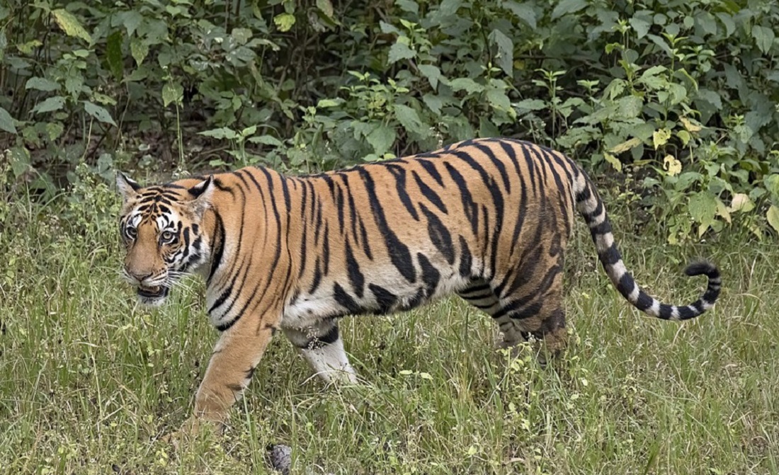 tiger_11_Zou2TXcQVe