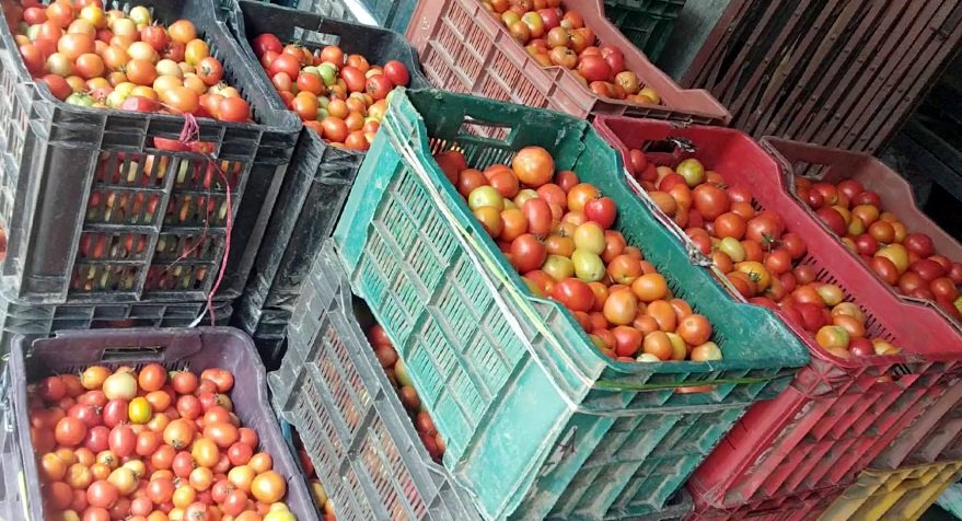 tomato-1_r2B8hEWbt0