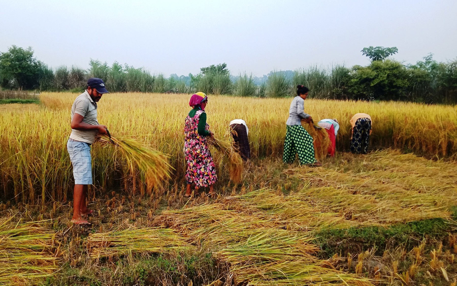 Dhan-bardiya