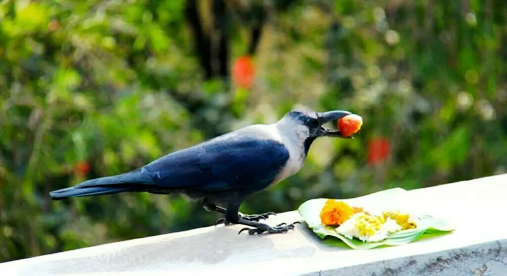 Kag_Tihar124e23