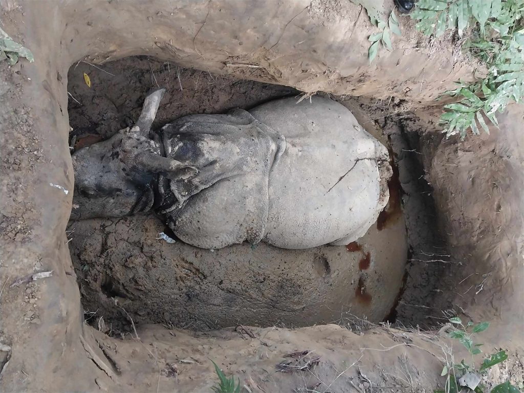 Rhino-Death-at-Chitwan-National-Park-1024x768