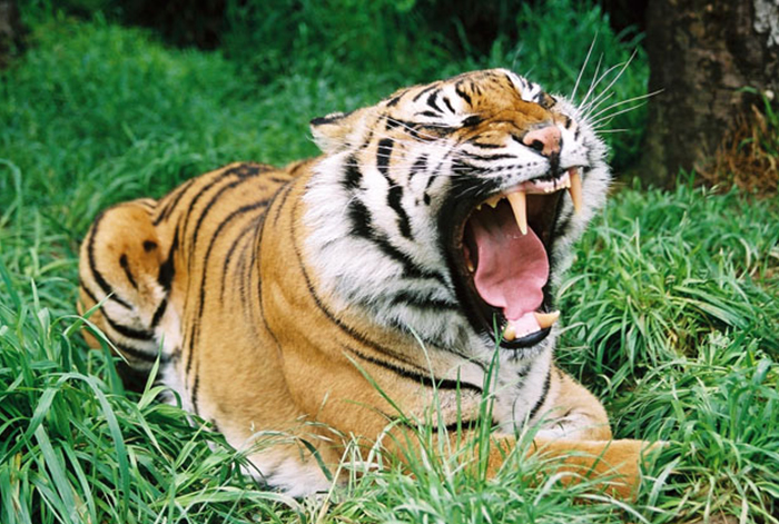 tiger-i-57dcd6632e5b90.20173611_aGyB0DXkMx