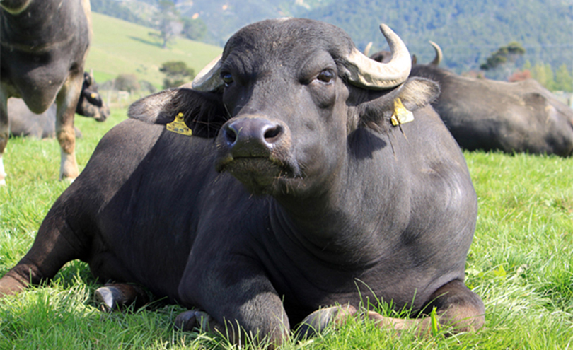 Buffalo