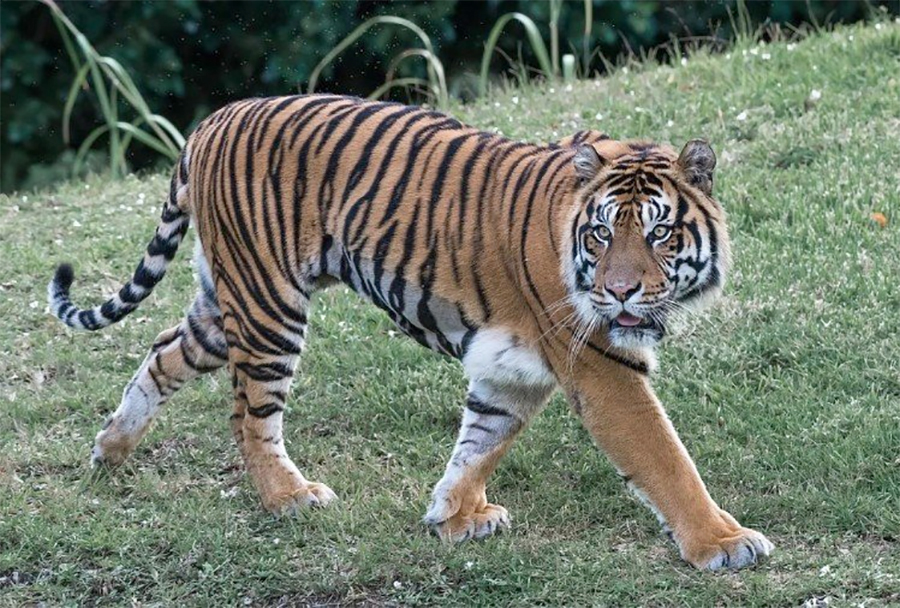 QWalker-tiger