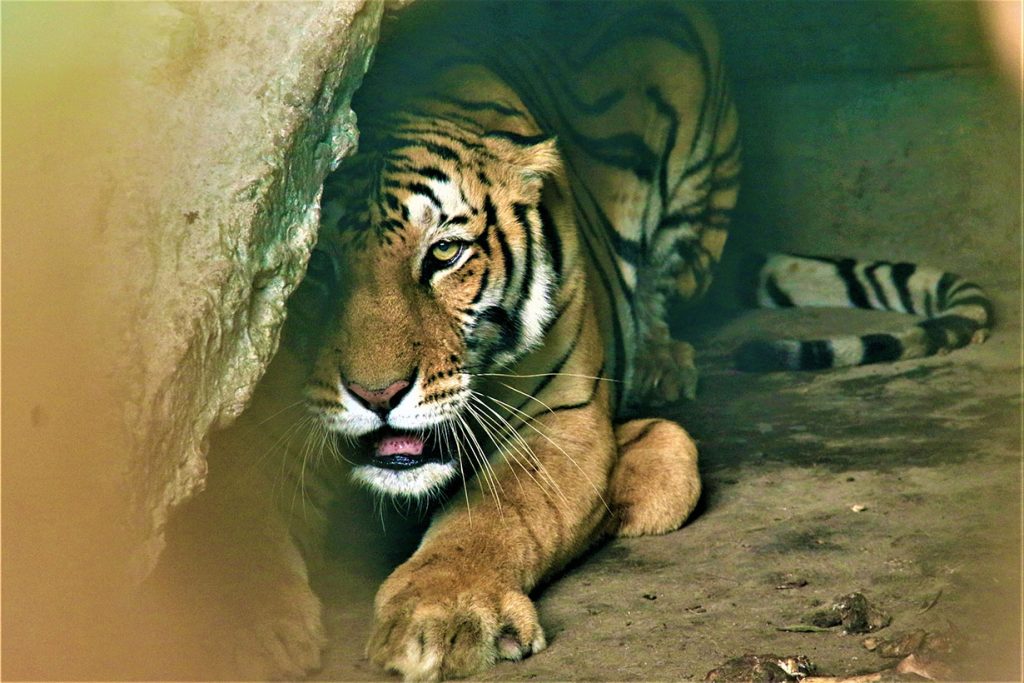 Tiger-Bardiya-national-park-1024x683