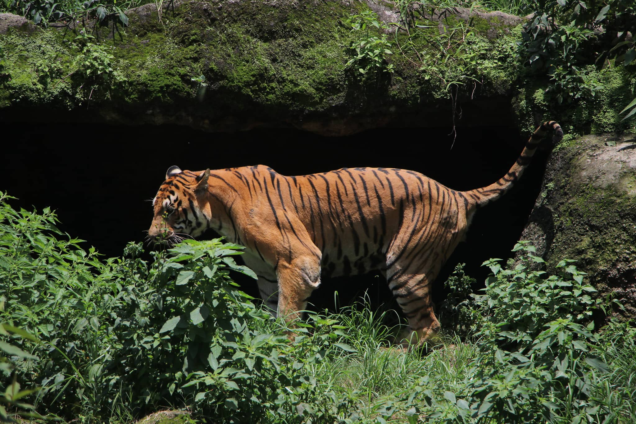 tiger-zoo-71659086718 (1)