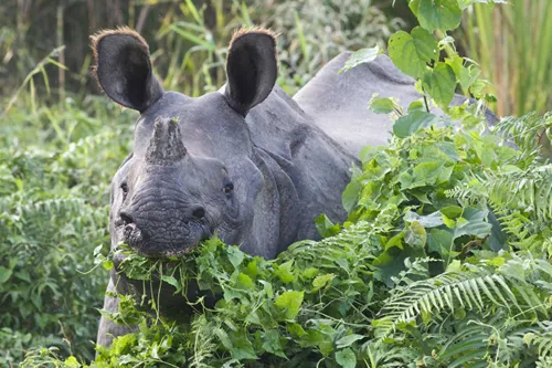 Indian_rhino_jungle_Nepal