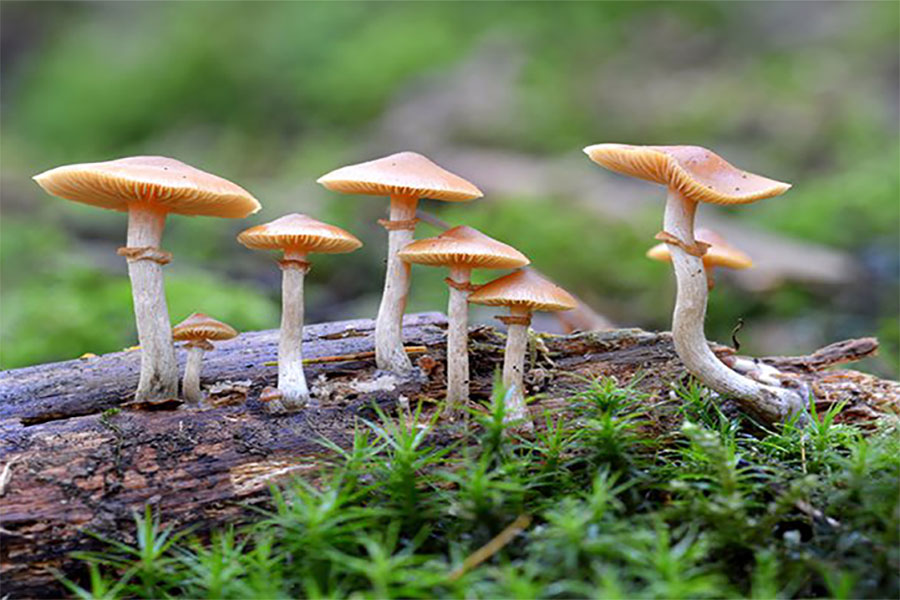 mashroom-chyau